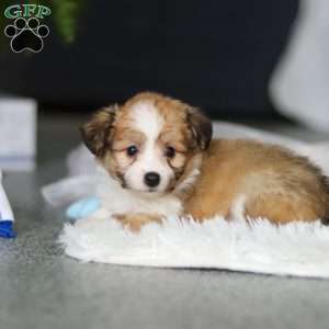 Billie, Miniature Australian Shepherd Mix Puppy